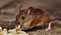 24 Hour & Emergency Exterminators in Runa, WV